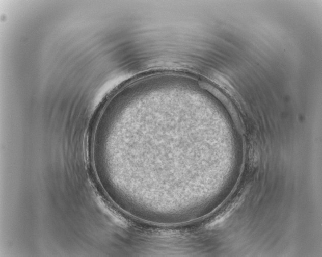 X0000088831030200706281751