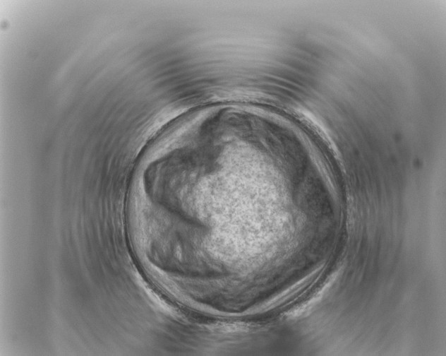 X0000088831041200706281751