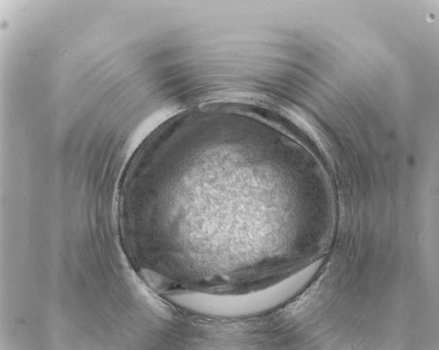 X0000088831050200706281751