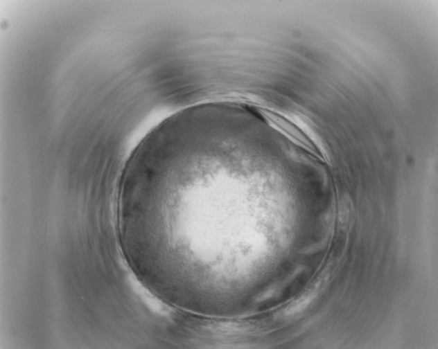 X0000088831054200706281751