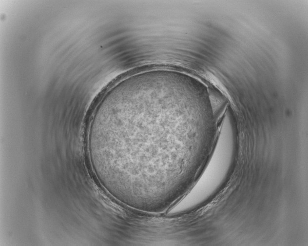 X0000088831068200706281750