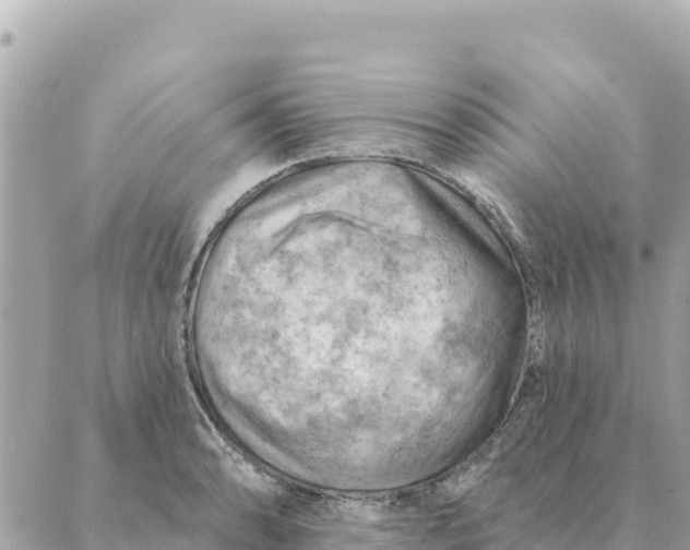 X0000088831086200706281750