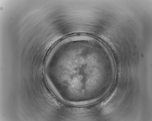 X0000088831121200706281749