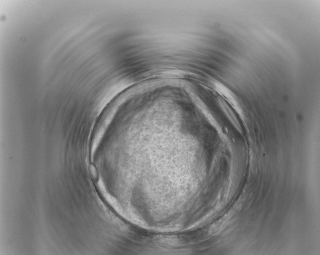 X0000088831194200706281748