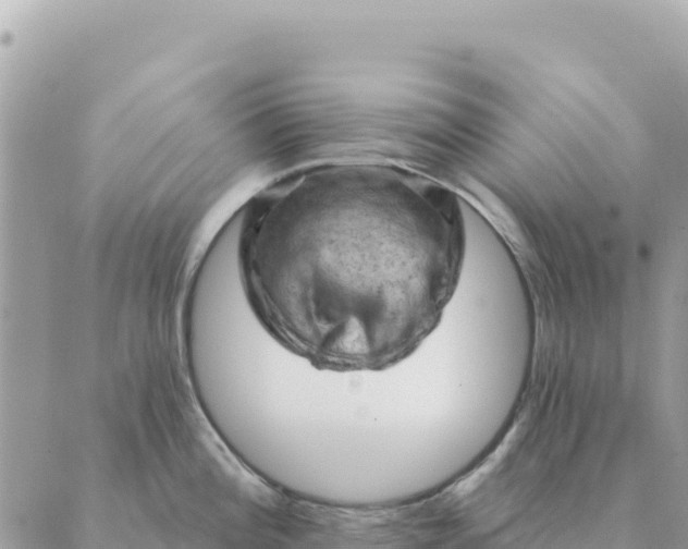 X0000088831196200706281748