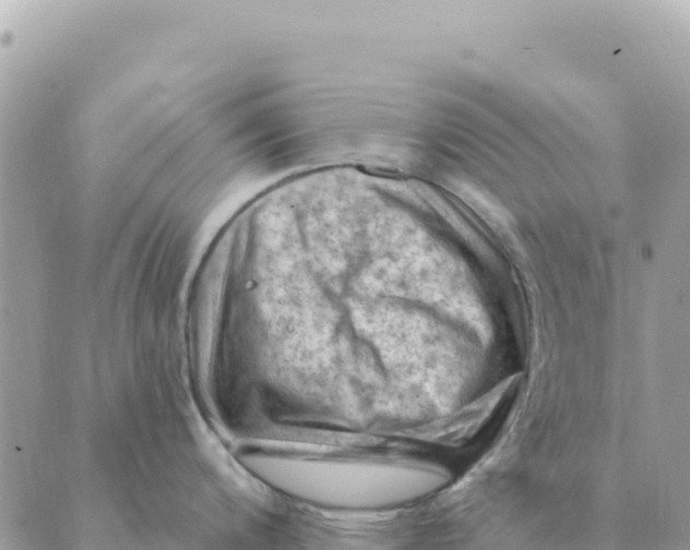 X0000088831200200706281748