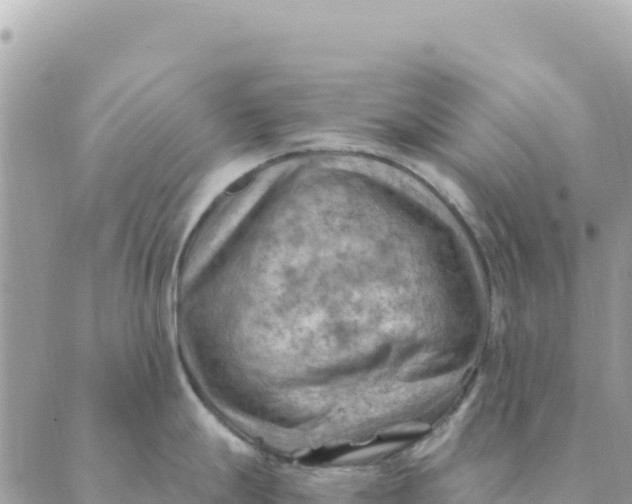 X0000088831247200706281748