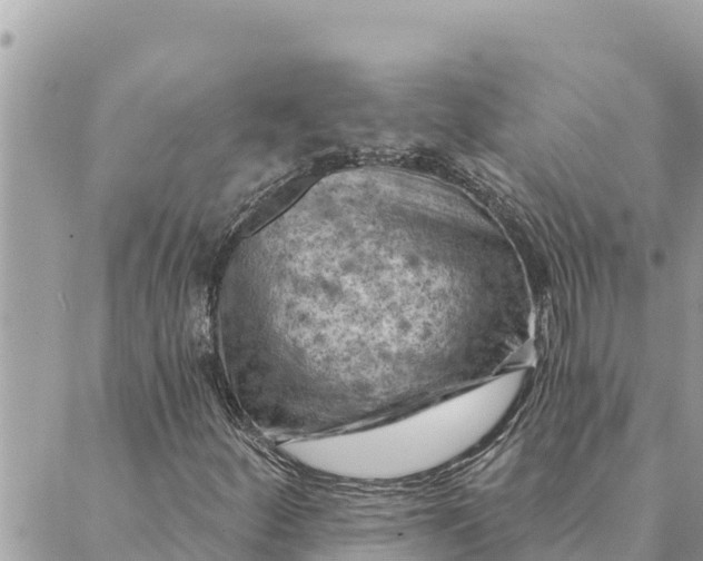 X0000088831252200706281747