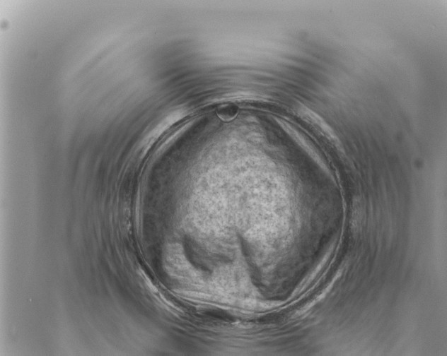 X0000088831321200706281746