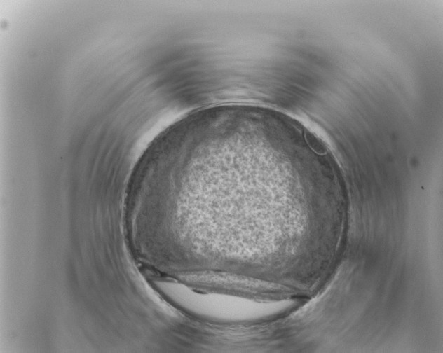 X0000088831333200706281746