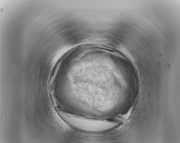 X0000088831344200706281746