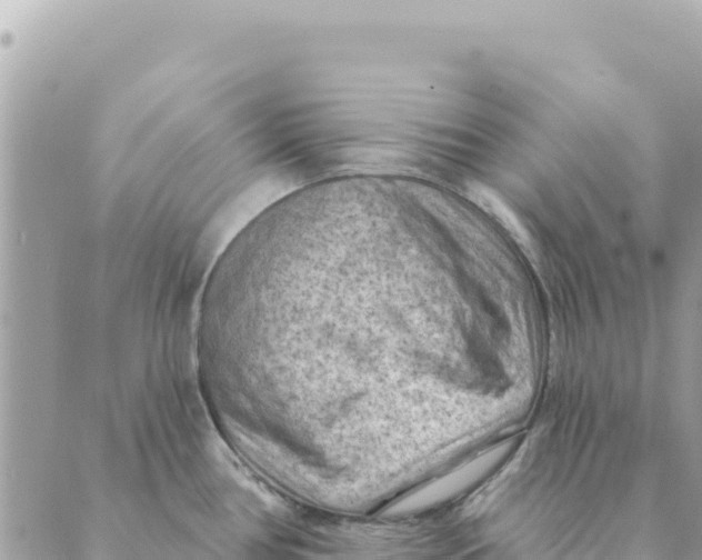 X0000088831386200706281745