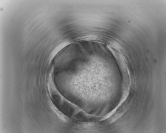 X0000088831426200706281745