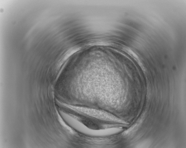 X0000088831433200706281745