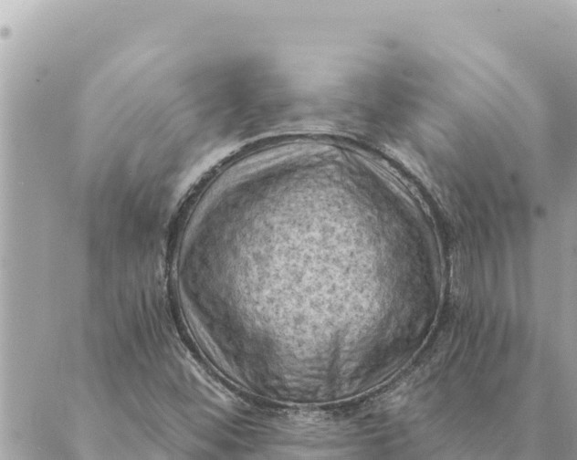 X0000088831452200706281744