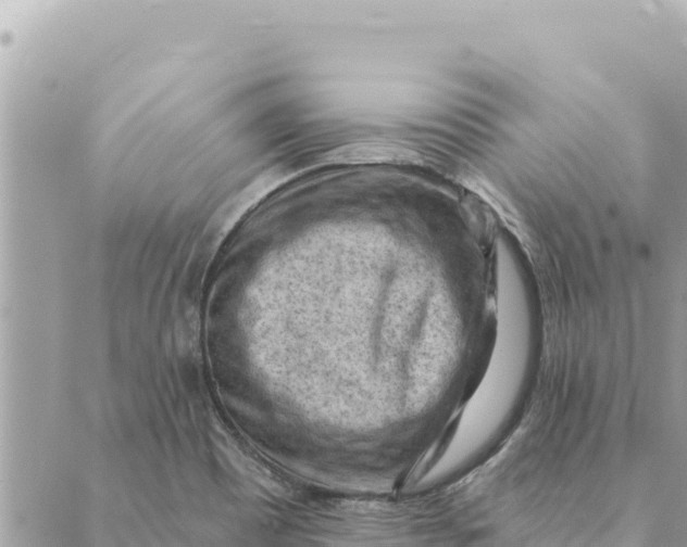 X0000088831465200706281744