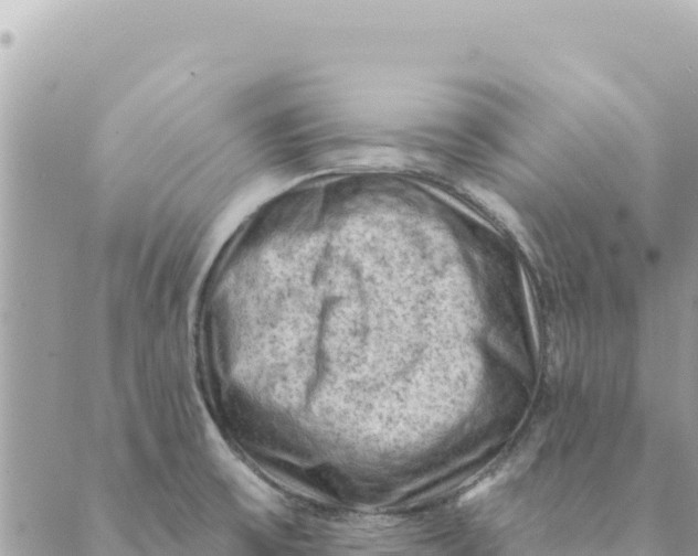 X0000088831475200706281743