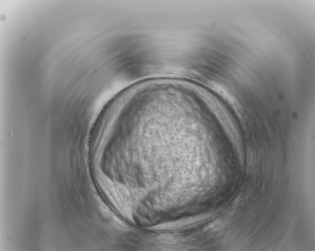 X0000088831480200706281743