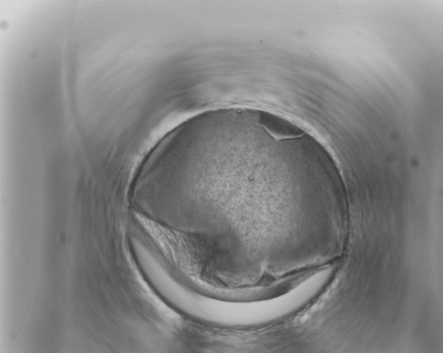 X0000088831525200706281743