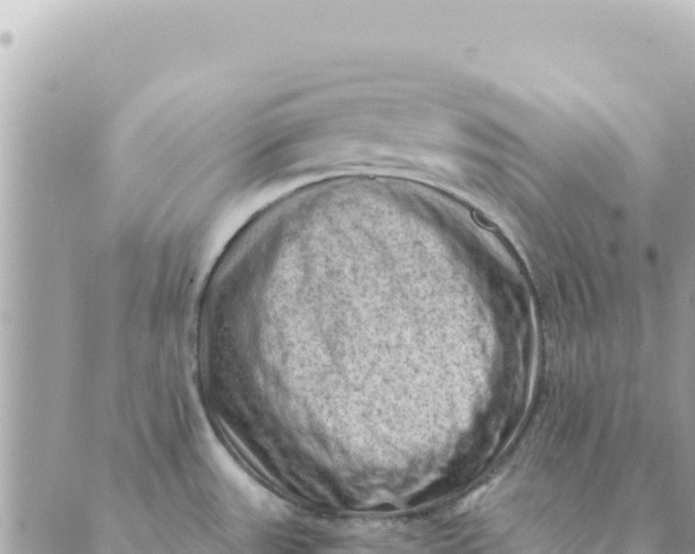 X0000088831531200706281743