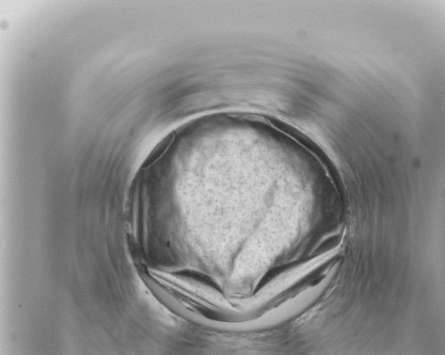 X0000088831532200706281743