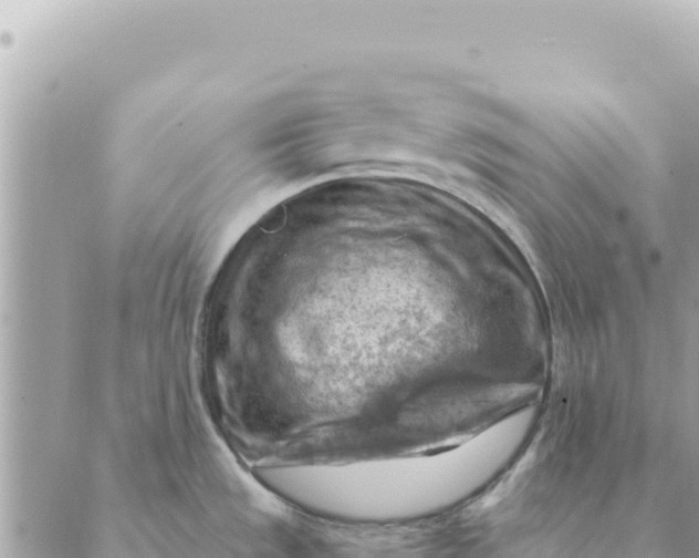 X0000088831533200706281743