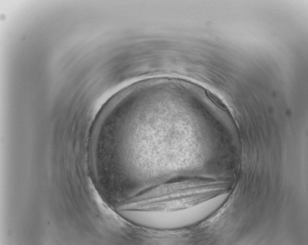 X0000088831534200706281743