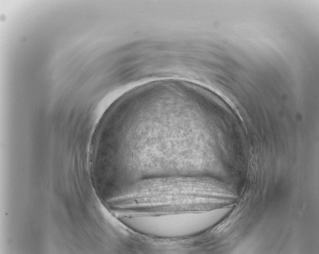 X0000088831535200706281743