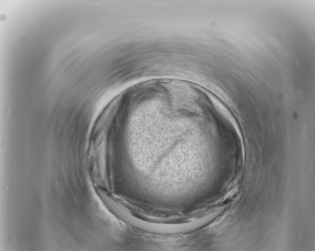 X0000088831536200706281743