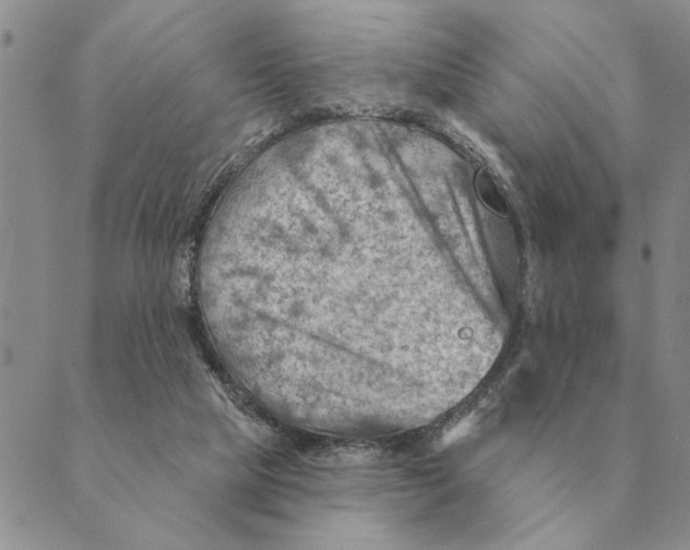 X0000088830065200707051432