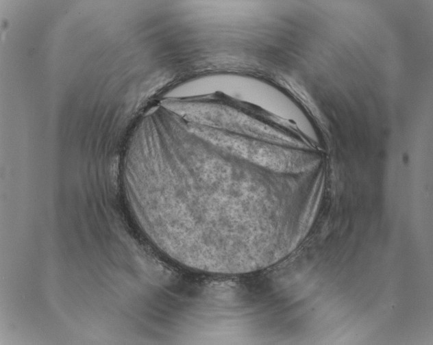 X0000088830066200707051432