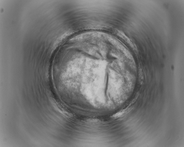 X0000088830203200707051430