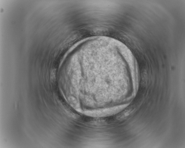 X0000088830278200707051430