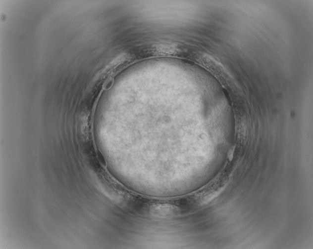 X0000088830360200707051428