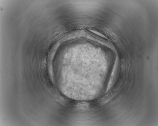 X0000088830369200707051428