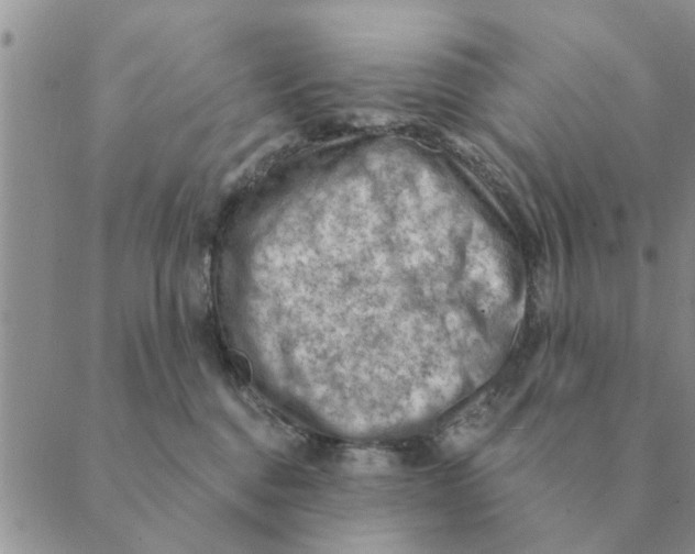 X0000088830376200707051428