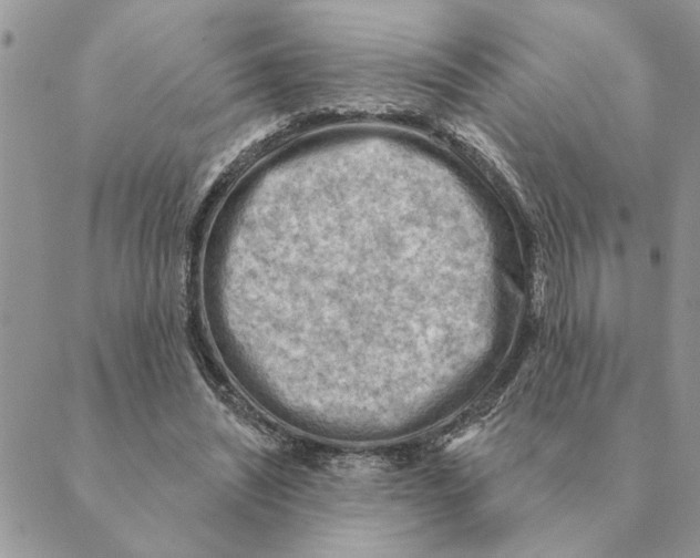 X0000088830444200707051426