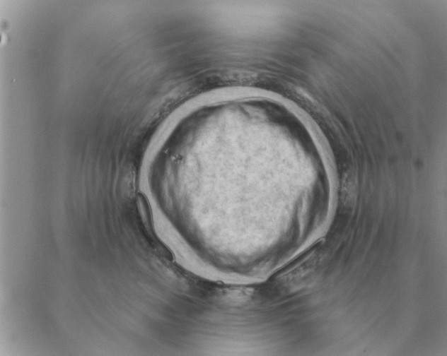 X0000088830474200707051426