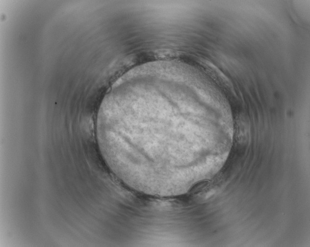 X0000088830523200707051425