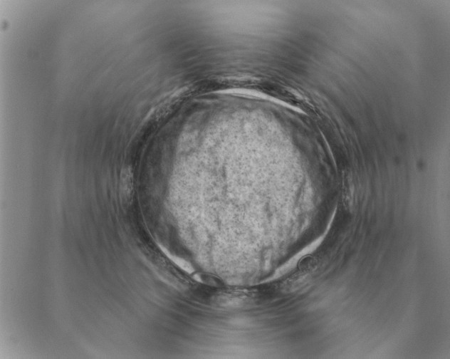 X0000088830563200707051425