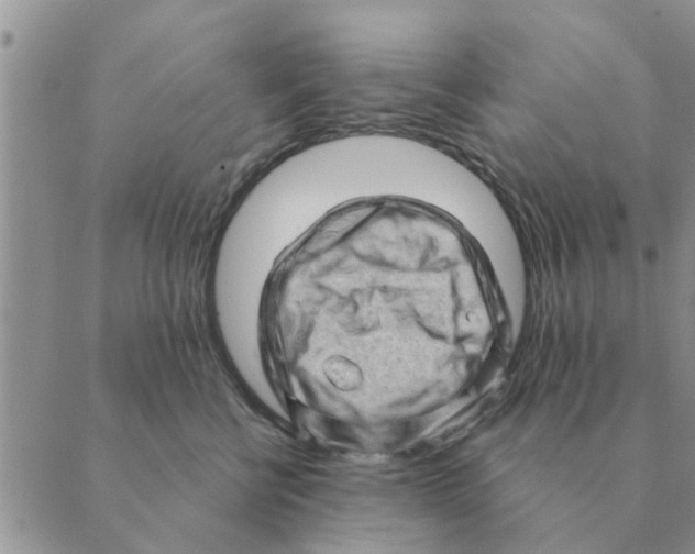 X0000088830570200707051425