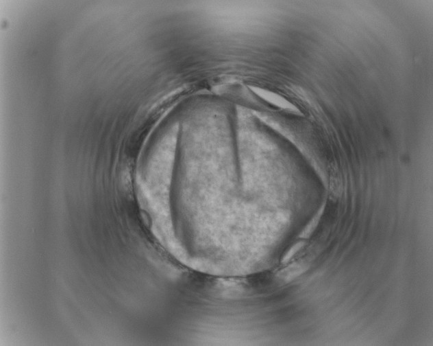 X0000088830573200707051425