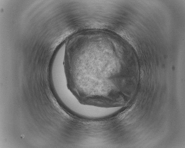 X0000088830581200707051424