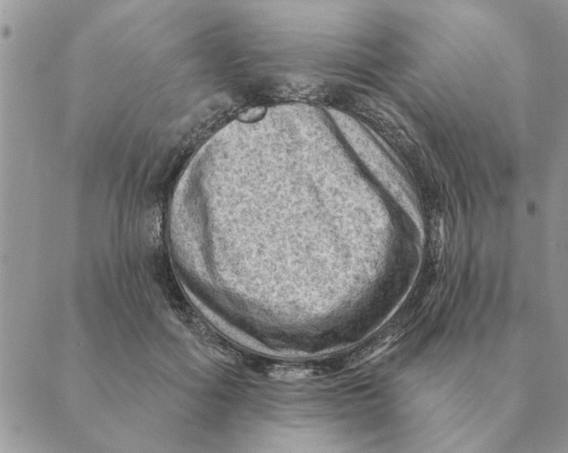 X0000088830602200707051424