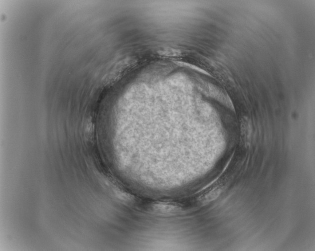 X0000088830614200707051424