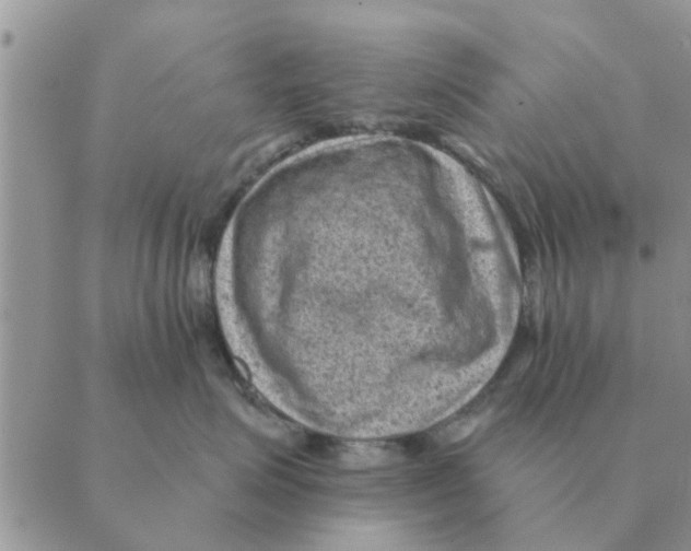 X0000088830623200707051423