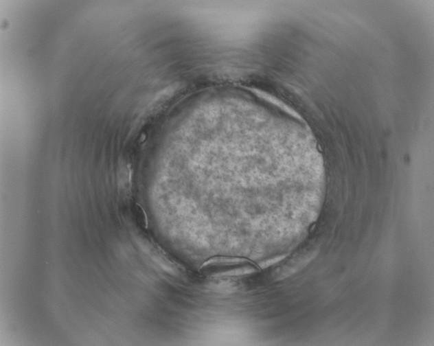 X0000088830624200707051423