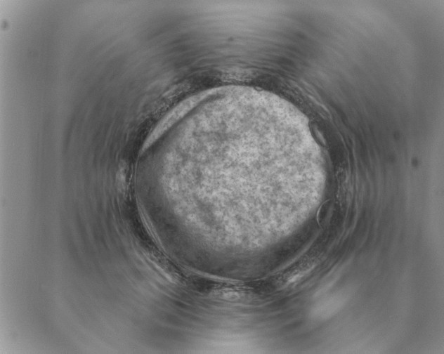 X0000088830655200707051423