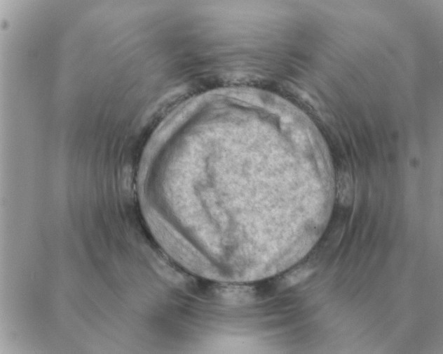 X0000088830670200707051423