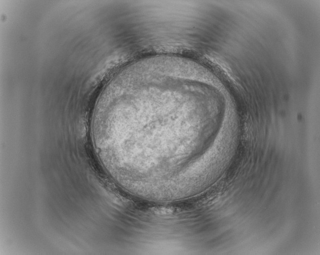 X0000088830687200707051422